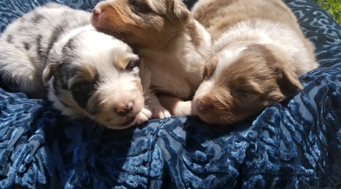 Puppies are 3 weeks old today…