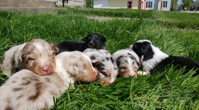 Puppies are 17 days old