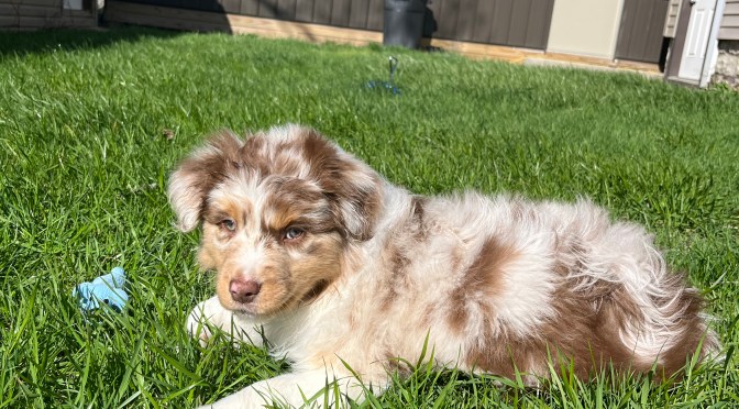 Penny is with her new family. It is so great to have the privilege to add to someone’s family.